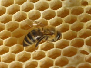 Biene auf Waben