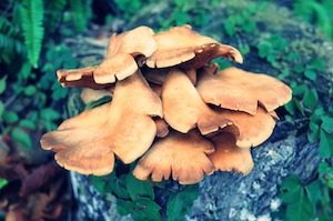 Shiitake-Pilz